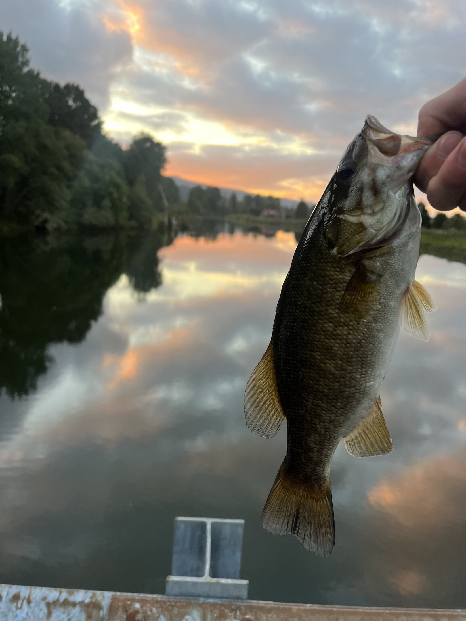 Caught my first smallmouth! Columbia river slough outside Clatskanie.