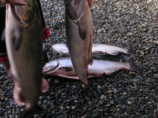 klamath chromers.jpg