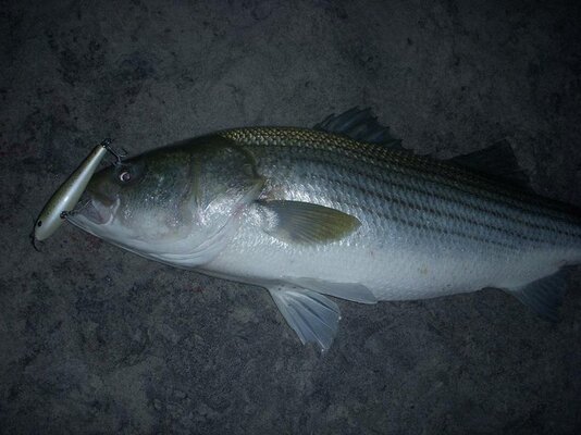 danteweakfish2.jpg