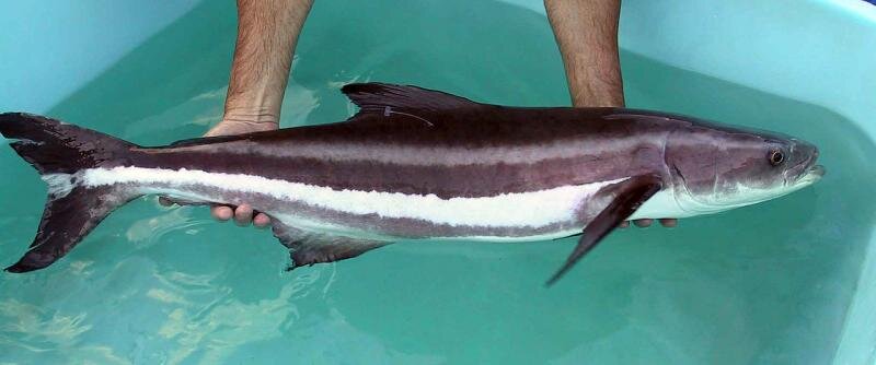 Cobia.jpg