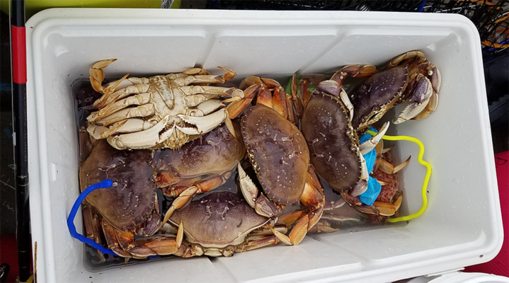 coos bay crabbing oregon.png