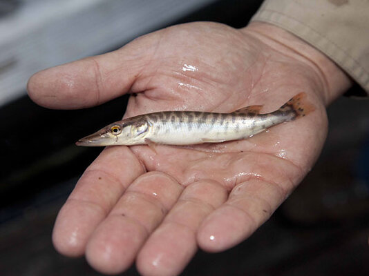 Tiger muskie in Oregon