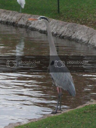 Heron.jpg