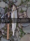 biggestwhitefish.jpg