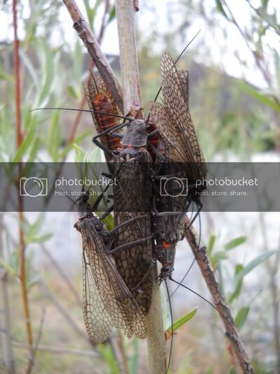 salmonflystick.jpg