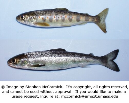 parr-smolt_full_c.jpg