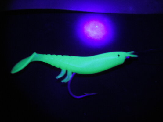 glow in the dark shrimp.JPG