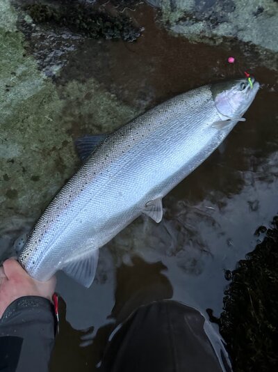 steelhead.jpg