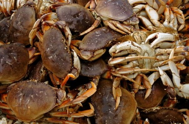 DungenessCrab1[1].jpg