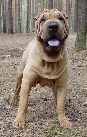 Sharpei.jpg