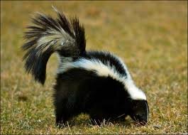 skunk.jpg