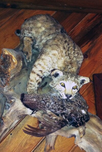 Bobcat mount.jpg