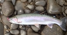 steelhead.jpg