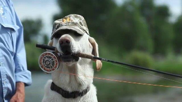 Fishing Dog.jpg