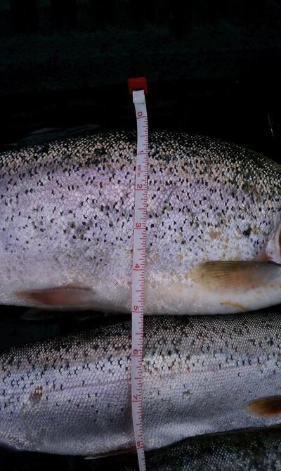 Big Cliff Reservoir | Oregon Fishing Forum