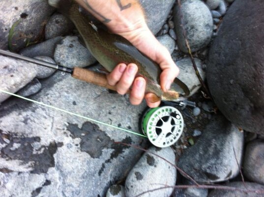 Trout in the Molalla