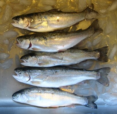 Hagg Trout 11-9-13.jpg