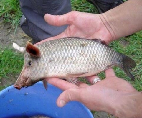 pig fish.jpg