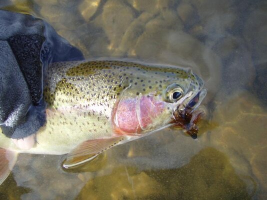 BigHoleRiverRainbowTrout.jpg