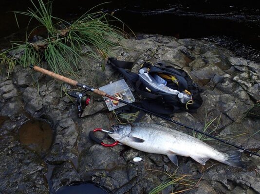 Coho 29 inch hen Sep 30 2014 N Fk Nehalem.jpg