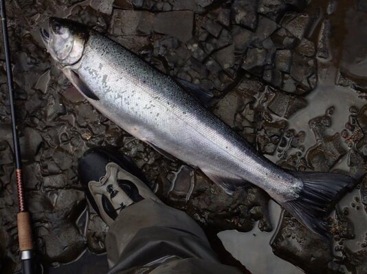 Coho 31 inch hen Oct 12 N Fk Nehalem.jpg