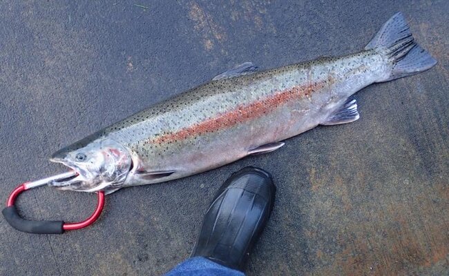 Steelhead 28p5 inch 7 lb Jan 24 Necanicum.jpg