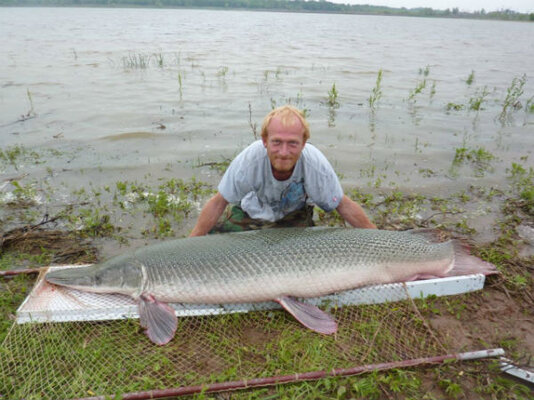 alligator gar.jpg