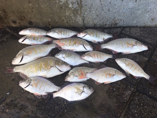 Surf perch at Lincoln City