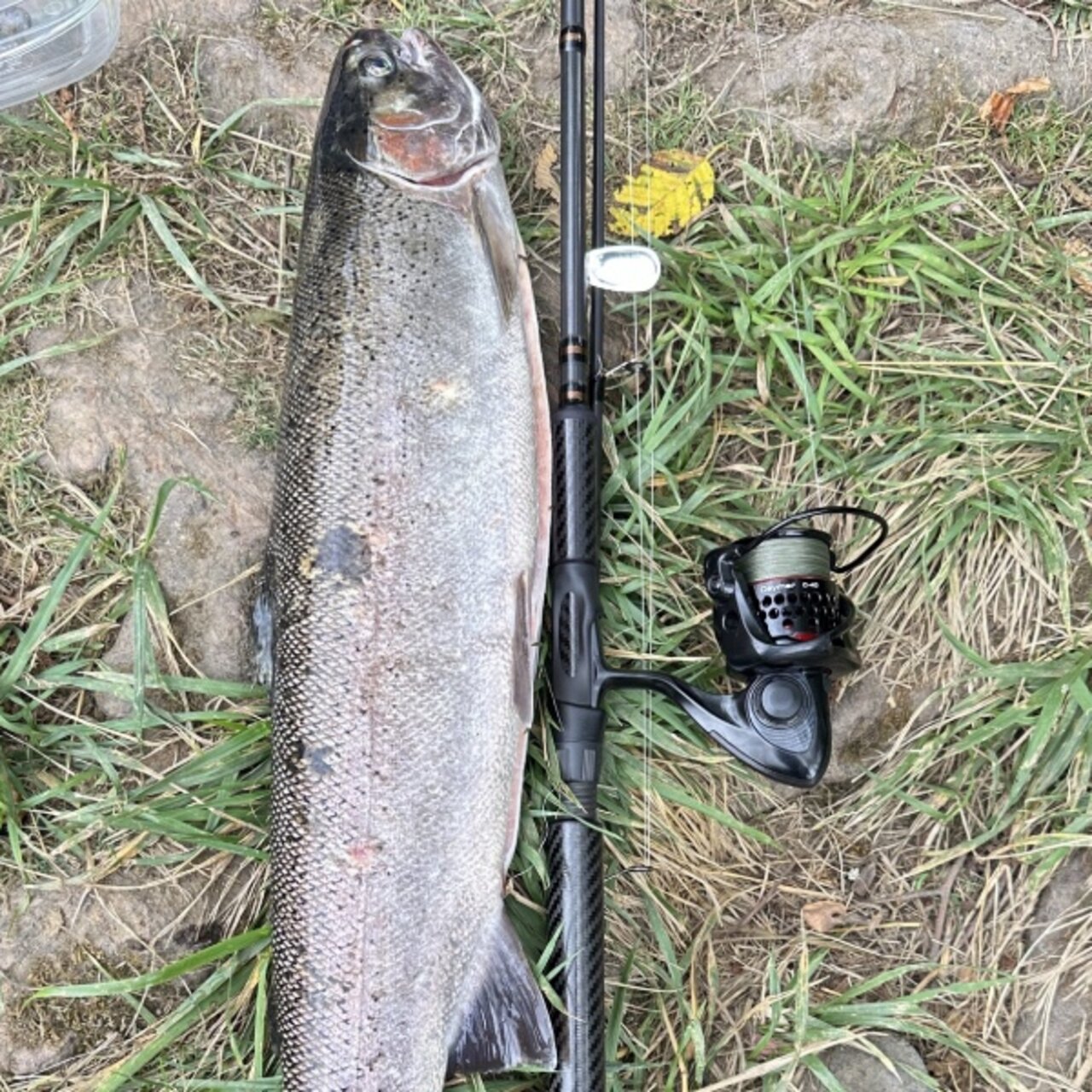 Oregon Steelhead 2024