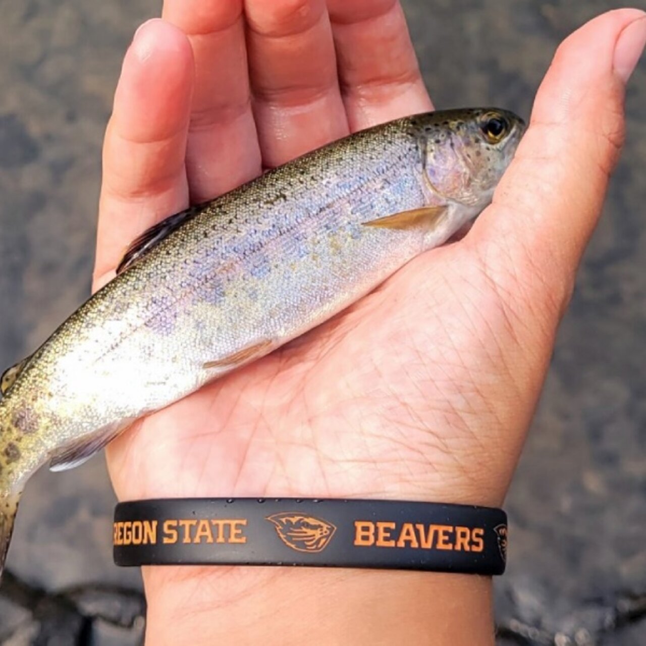 Trout fishing South Santiam