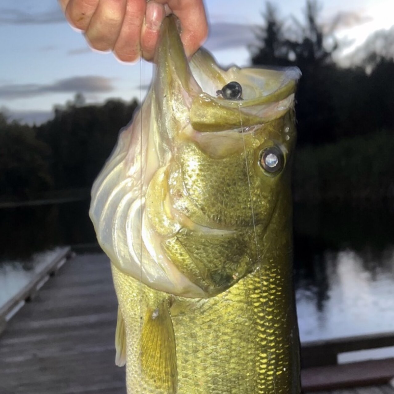 Vernonia Lake Bass Fishing