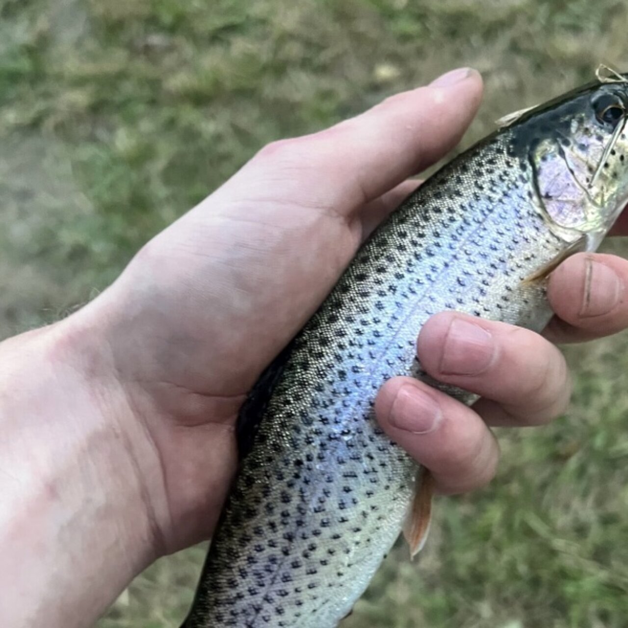 Caught my first trout! Rock Creek in the NW zone!